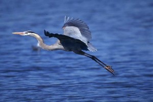 GreatBlueHeron_BSmall